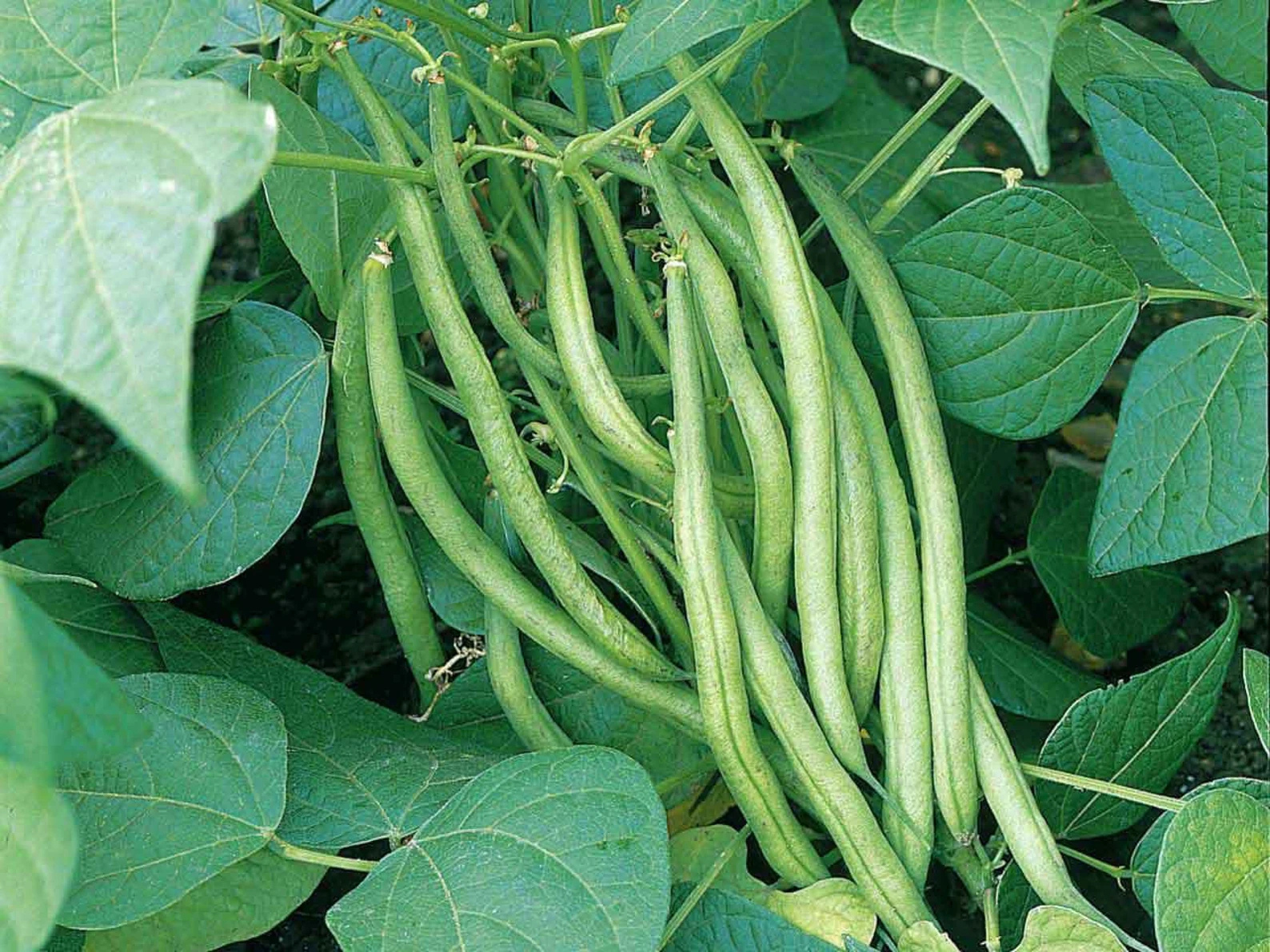 Tendergreen Improved Bush Beans